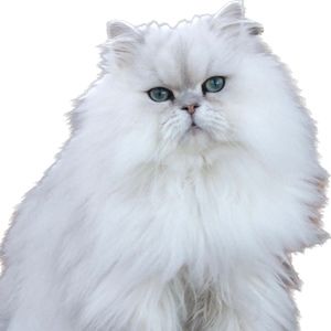 Meet your Posher, T catherine